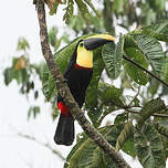 Toucan tocard