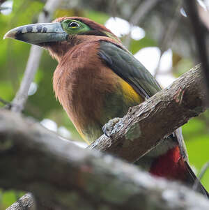 Toucanet à bec tacheté