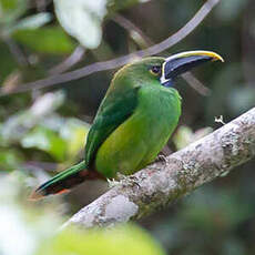 Toucanet à gorge noire