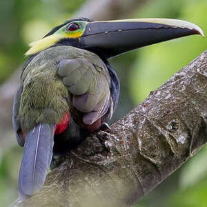 Toucanet à oreilles d'or