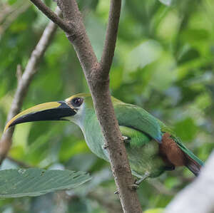 Toucanet de Wagler