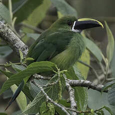 Toucanet des Andes