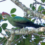 Touraco pauline