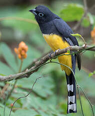 Trogon à tête noire