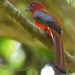 Trogon à tête rouge