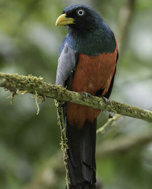 Trogon aux yeux blancs