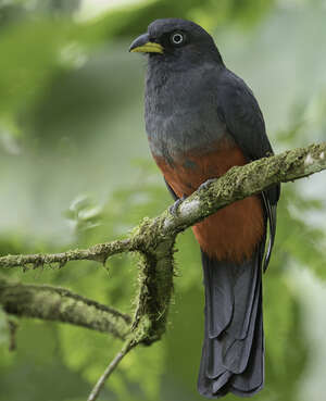 Trogon aux yeux blancs