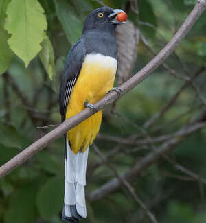 Trogon citrin