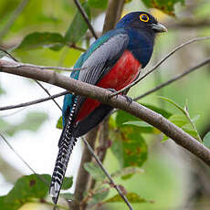 Trogon couroucou