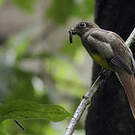 Trogon de Cabanis