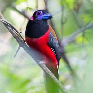 Trogon de Diard