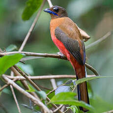 Trogon de Duvaucel