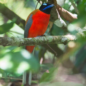 Trogon de Duvaucel