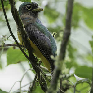 Trogon de Kerr