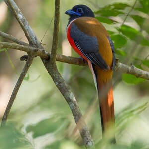 Trogon de Malabar