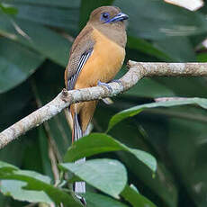 Trogon de Malabar