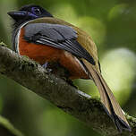 Trogon de Malabar