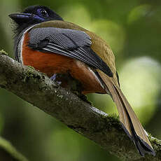 Trogon de Malabar