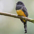 Trogon pattu