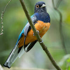 Trogon surucua