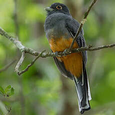 Trogon surucua