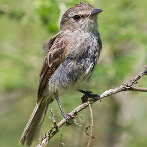 Tyranneau de Tumbes