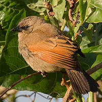 Vacher à ailes baies