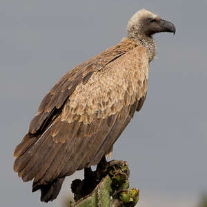 Vautour africain