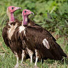 Vautour charognard