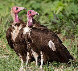 Vautour charognard