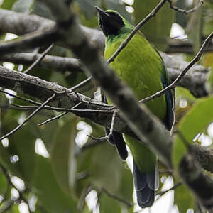 Verdin de Bornéo