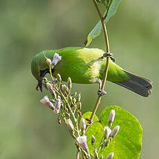 Verdin de Jerdon