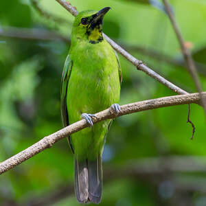 Verdin de Sonnerat