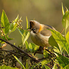 Yuhina à cou roux