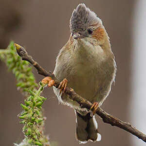 Yuhina à tête marron