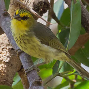 Zostérops de Timor