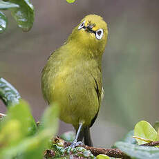 Zostérops jaune du Sud