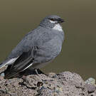 Idiopsar leucoptère