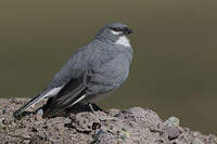 Idiopsar leucoptère