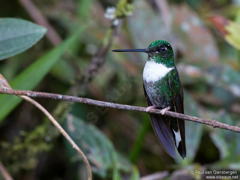 Collared Inca