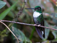 Collared Inca