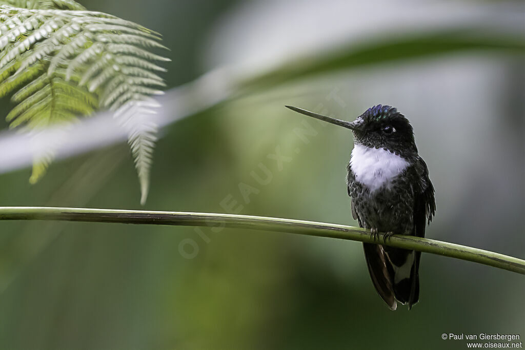 Collared Incaadult