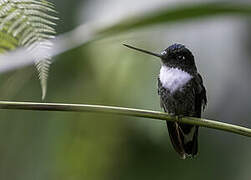 Collared Inca