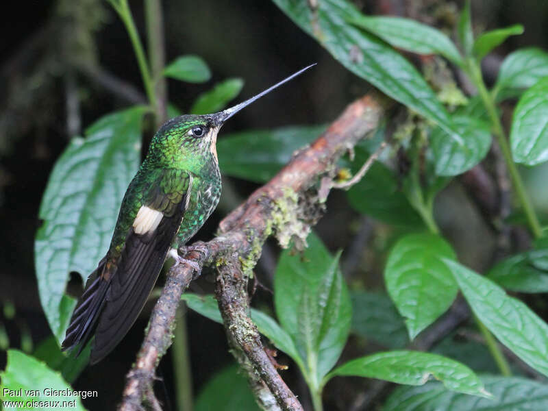 Inca à gemme bleue femelle adulte, habitat, pigmentation