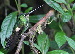 Buff-winged Starfrontlet