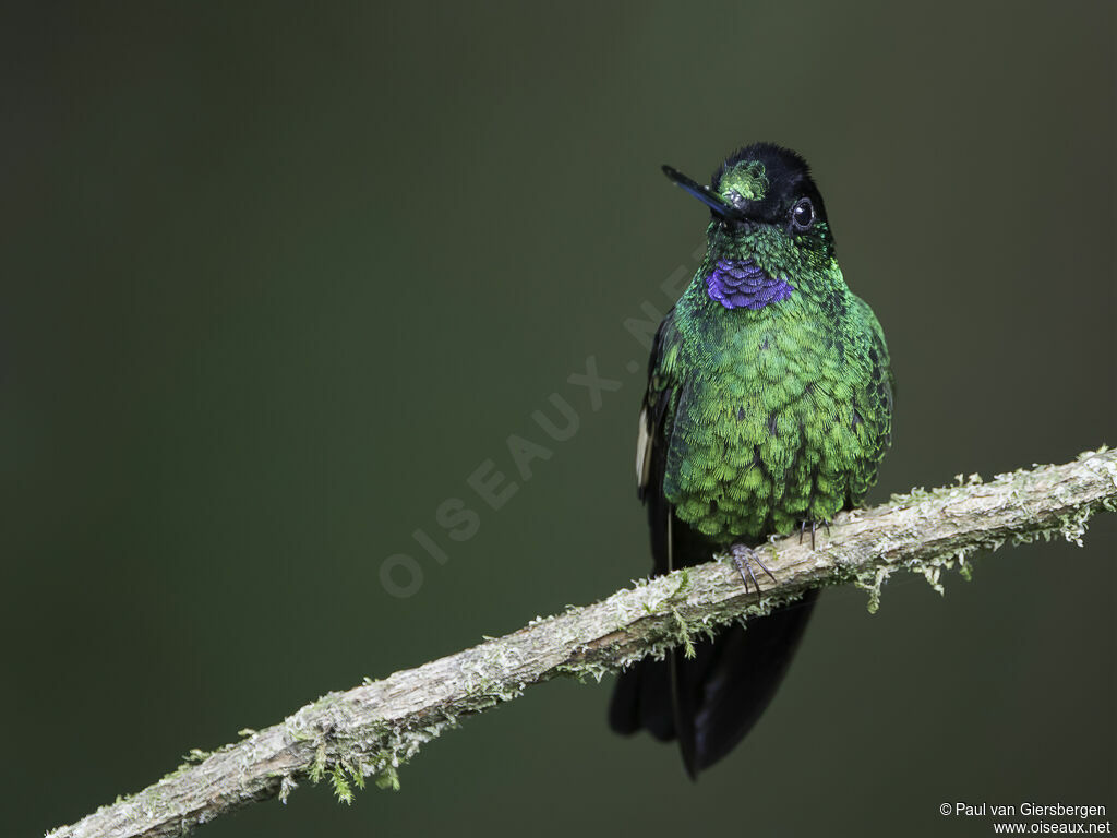 Buff-winged Starfrontlet male adult