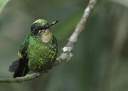 Buff-winged Starfrontlet