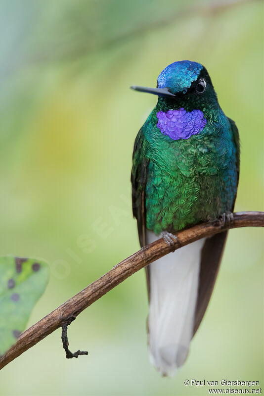 White-tailed Starfrontlet male adult