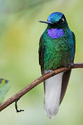 White-tailed Starfrontlet