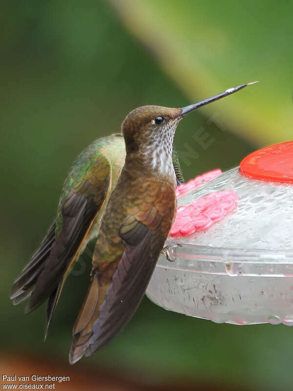 Inca célesteadulte, identification